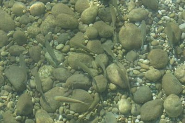 Jupiterimages/Photos.com/Getty Images Minnows can be hooked in three different locations on their body and still be kept alive.