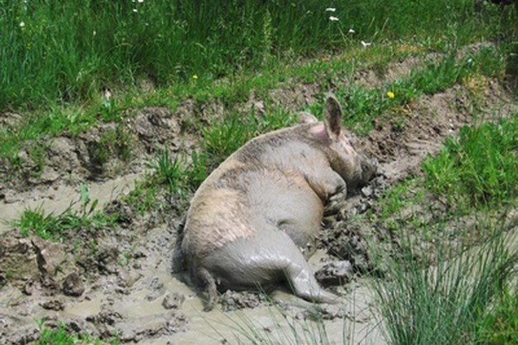 hog in plash image by Galyna Andrushko from Fotolia.com