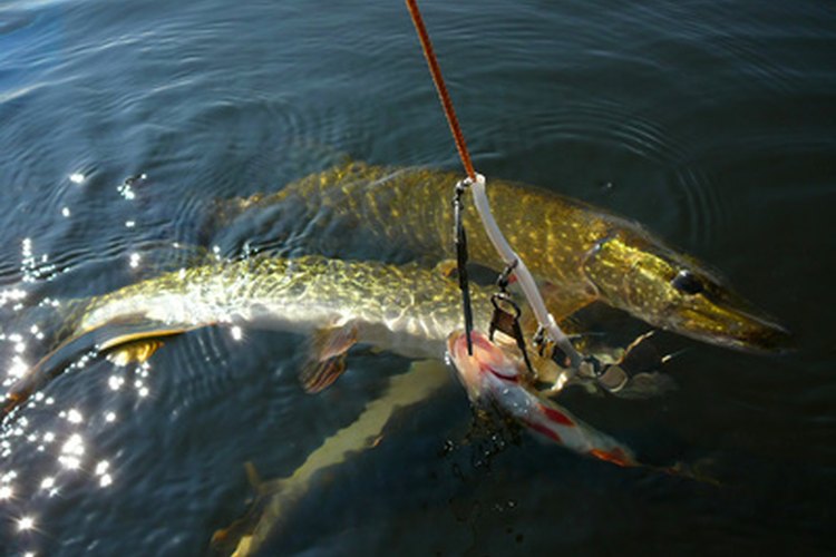 Pike Fishing in Lake George, New York | Gone Outdoors ...