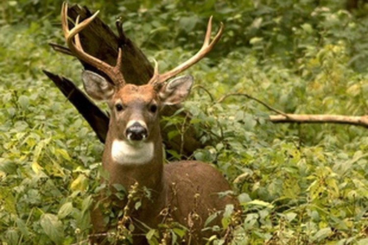 Whitetail Rut Guide for Gone Outdoors Your Adventure Awaits