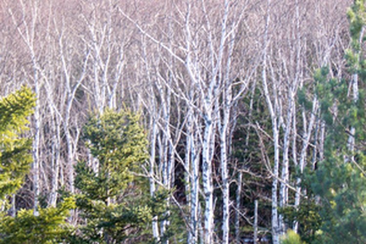 Birch forest acadia national park image by catbird338 from Fotolia.com National forest stretches across vast expanses of the country and offers many acres of wilderness to discover.