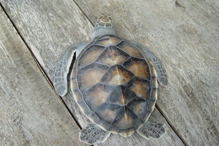 Uses of Turtle Shells