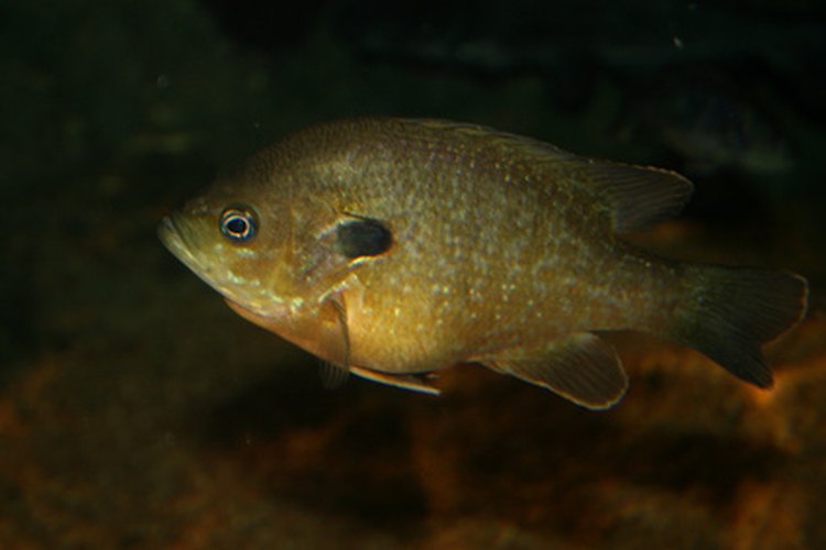 sunfish image by Lucid_Exposure from Fotolia.com Panfish are particularly susceptible to a properly-fished Beetle Spin lure.