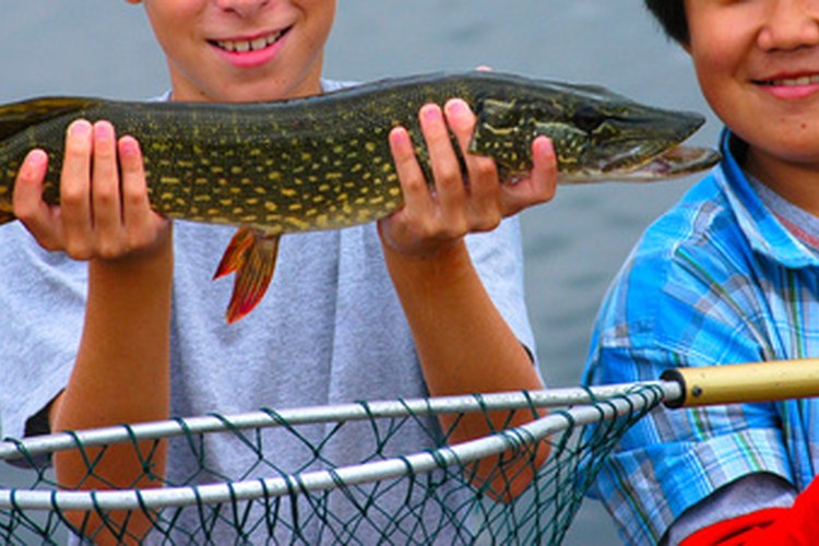 big pike image by Sorin Alb from Fotolia.com Young children enjoy their catch of a northern pike.