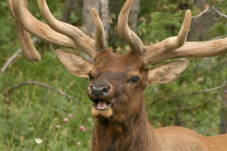 elk image by Melissa Schalke from Fotolia.com An accurate firearm means the difference between a successful hunting trip or a failed one.