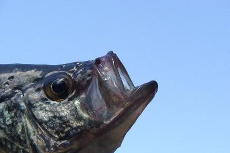 head of crappie image by FLYFISHERMAN from Fotolia.com