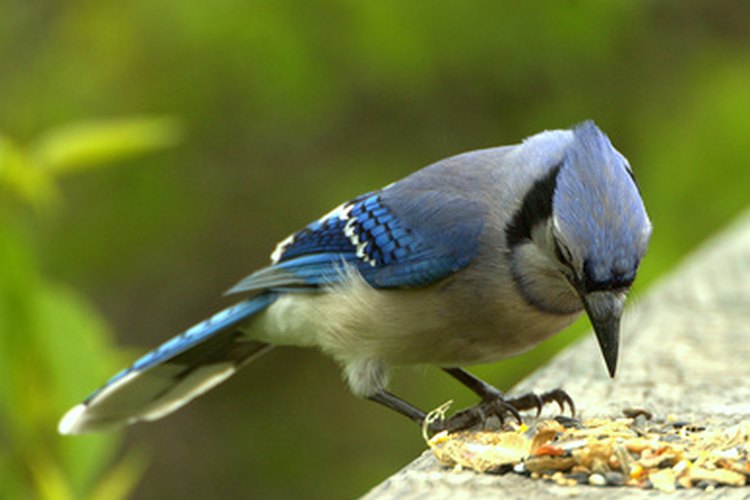 Cute little blue jay fledgling outside my apartment. There's a lot