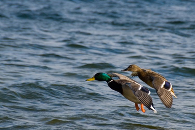 ducks image by Zbigniew Nowak from Fotolia.com Ducks have been used as a food source for centuries.