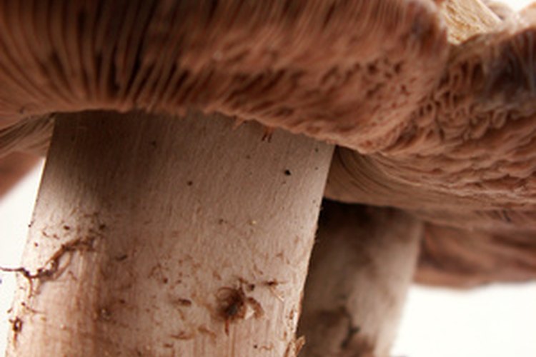 mushroom image by Henryk Olszewski from Fotolia.com Wild mushrooms can be delicious and very nutritious, but harvest them with great care.