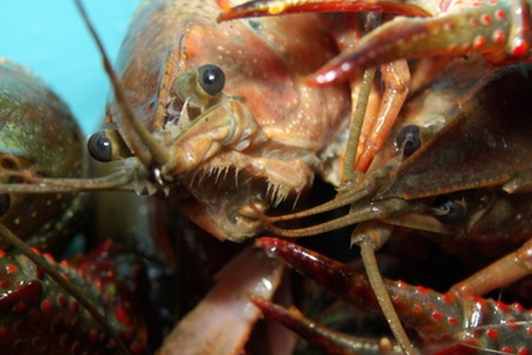 ecrevisses de louisiane vivantes image by jcm from Fotolia.com Crawfish are related to lobsters.
