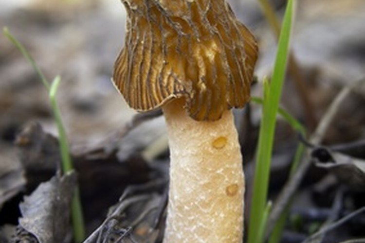 MushroomHunting Locations in Indiana Gone Outdoors Your Adventure