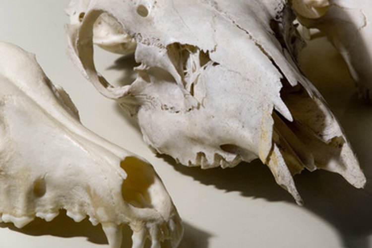 animal heads skull bones image by david hughes from Fotolia.com Preserved animal bones may be seen as decoration or teaching tools.