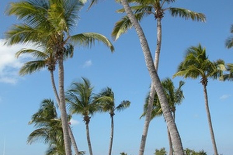 florida beach image by itsallgood from Fotolia.com Florida has more senior citizens than any other state in North America