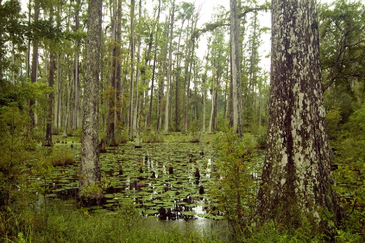 cypress trees in foggy, swamp image by Jorge Moro from Fotolia.com East Texas offers campgrounds in lush natural settings.