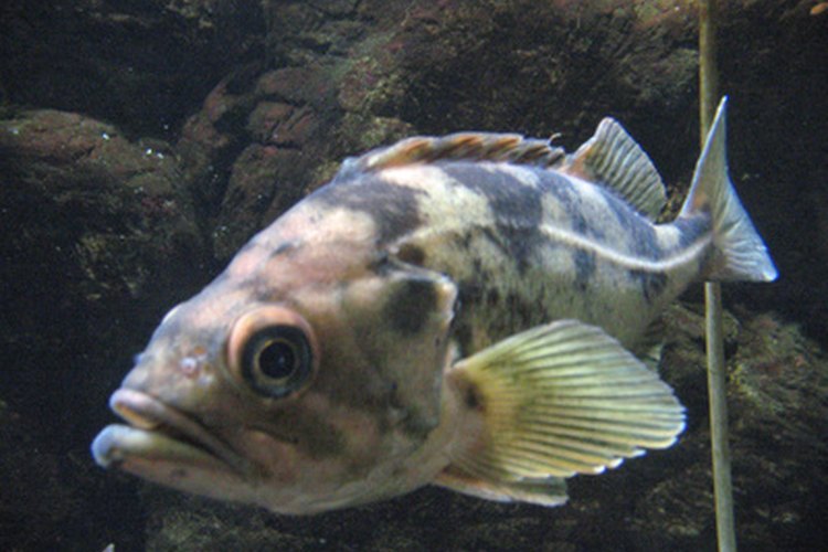 rockfish image by pearlguy from Fotolia.com Fifty-seven species of the Scorpaenidae family are capable of envenomation.