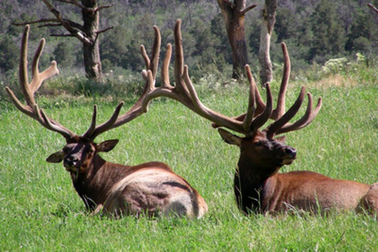 Two male elk proudly displaying their racks image by John Sfondilias from Fotolia.com Craig, Colorado, is known as the "Elk Hunting Capital of the World."