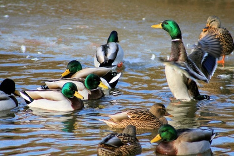 Ducks in Water image by Sujit Mahapatra from Fotolia.com Building a permanent duck blind will save you hours of work.