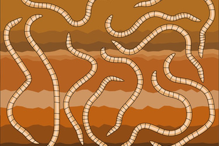 worms image by Adrian Hillman from Fotolia.com Nightcrawlers