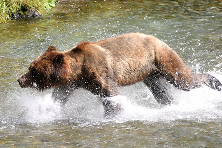grizzly bear image by Melissa Schalke from Fotolia.com The big game of British Columbia attracts crossbow hunters from around the world.