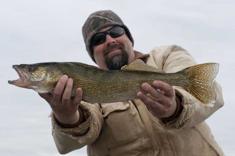 SteveOehlenschlager/iStock/Getty Images The Lindy rig is a simple way to deliver live bait to walleye in lakes and rivers.