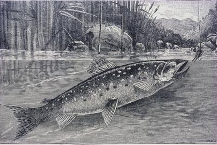 Jupiterimages/Photos.com/Getty Images Trout chow bait must be sticky to adhere to the hook.