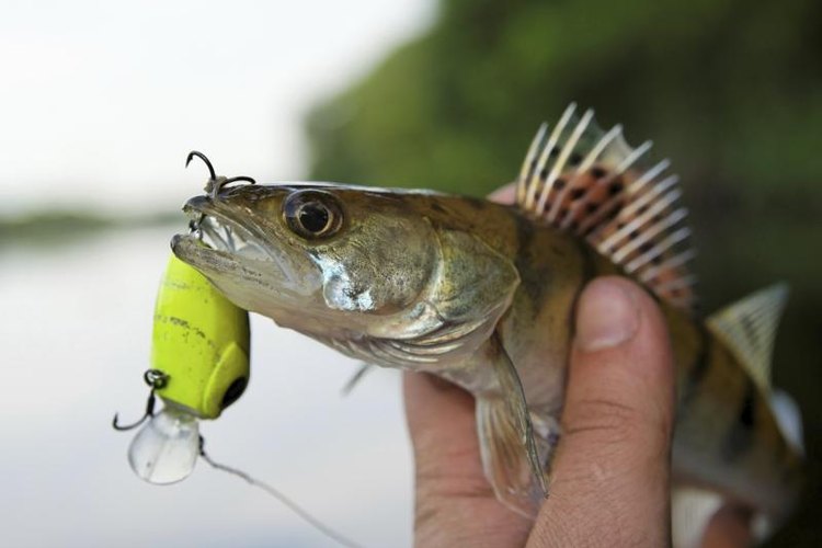 Kondor83/iStock/Getty Images Bright green lures are often effective for walleyes in deep water.