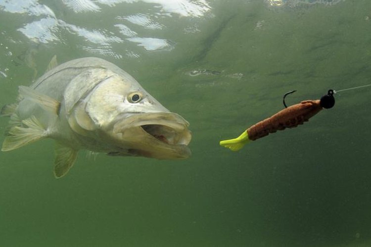 FtLaudGirl/iStock/Getty Images Snook are one of the favorite targets of brackish-water anglers.