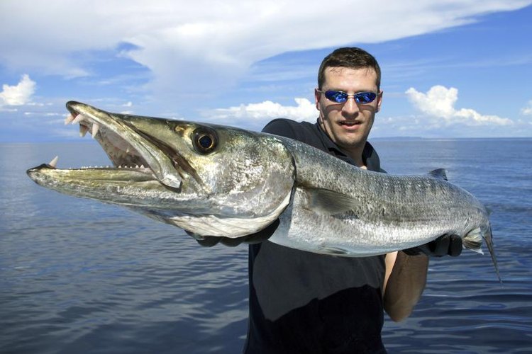 Sablin/iStock/Getty Images Use steel leader to catch these toothy predators.