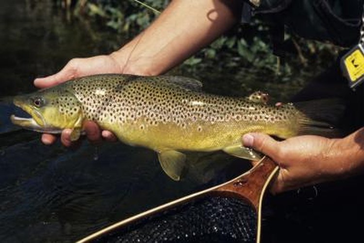 Karl Weatherly/Photodisc/Getty Images Carbon County is home to several productive trout streams.