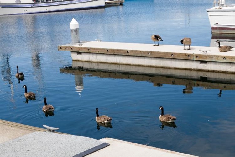 How to Keep Geese Off a Boat Dock Gone Outdoors Your ...