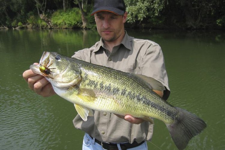 Sablin/iStock/Getty Images White bass is particularly plentiful in the Midwest.