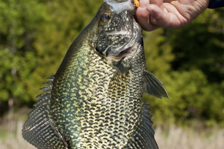 SteveOehlenschlager/iStock/Getty Images Most crappies weigh less than 1 pound, but occasional giants weigh 3 pounds or more.
