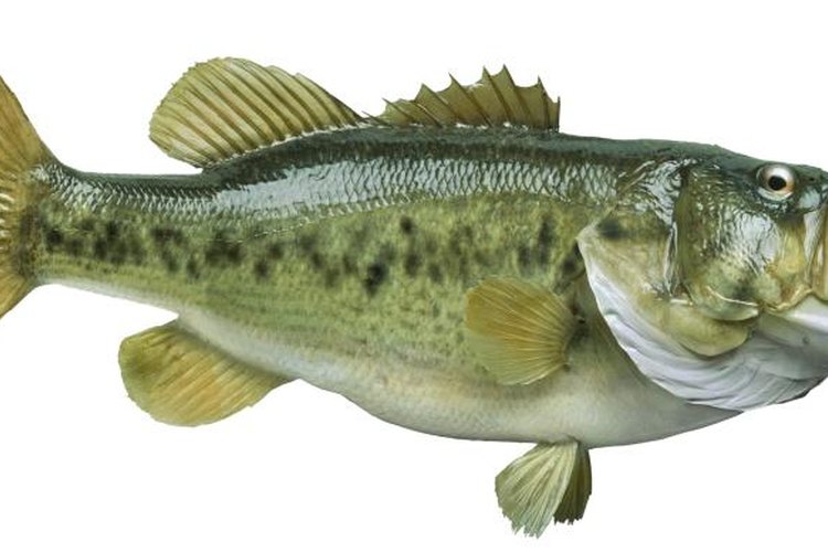 Willard/iStock/Getty Images Prepare the bass soon after catching for the best meat quality.