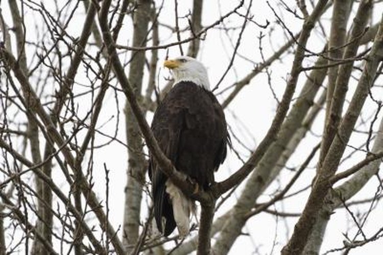 Devonyu/iStock/Getty Images A bald eagle sits on a tree branch in the winter.