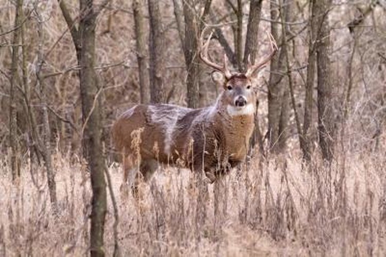 Ricardo Reitmeyer/iStock/Getty Images Hanging a buck's meat enhances tenderness and taste.