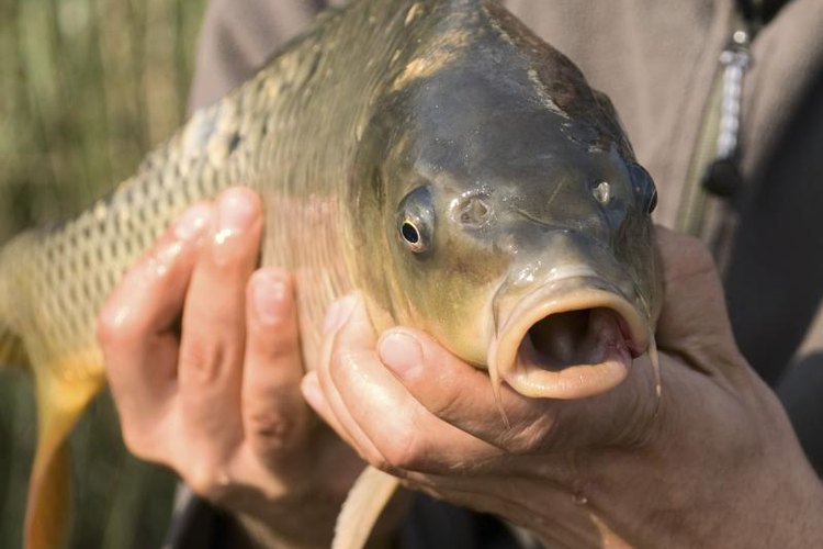 How to Chum & Bait Freshwater Fish Gone Outdoors Your Adventure Awaits