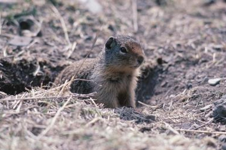 Hemera Technologies/Photos.com/Getty Images Cage traps are commonly used to remove animals that have become pests.