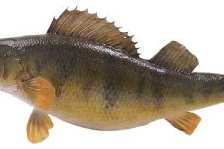 Hemera Technologies/PhotoObjects.net/Getty Images Minnows are a top bait for catching perch.