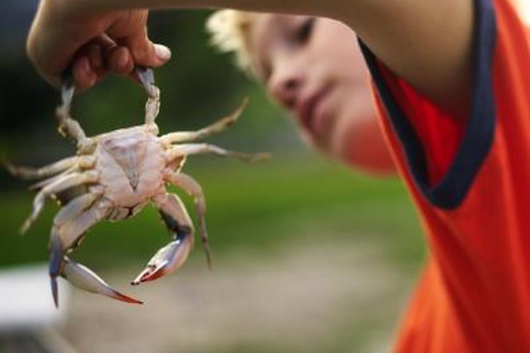 Thinkstock Images/Comstock/Getty Images Catch and cook crabs to savor a fresh meal.