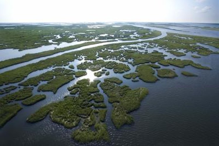 list-of-edible-wild-plants-in-louisiana-gone-outdoors-your