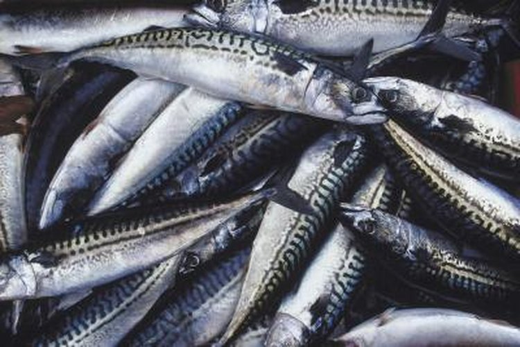 NA/AbleStock.com/Getty Images Mackerel is one kind of tuna bait.