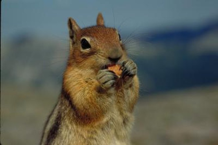 Jupiterimages/Photos.com/Getty Images Luring squirrels in for hunting purposes is best done by placing the appropriate foods out.