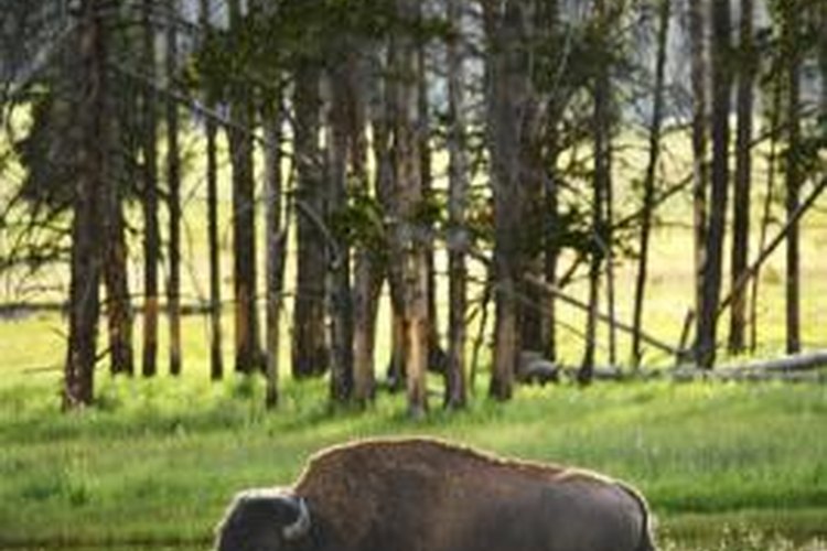 Thinkstock/Comstock/Getty Images Bison contain large quantities of meat.