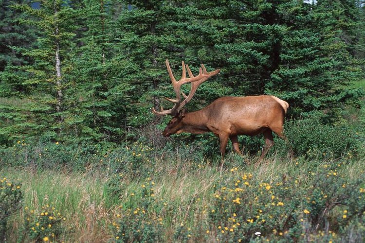 Design Pics/Design Pics/Getty Images Elk grazing in a forest.