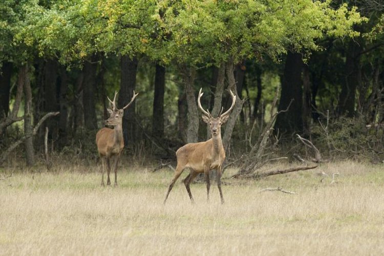 Jevtic/iStock/Getty Images The white-tailed deer is commonly hunted across North America.