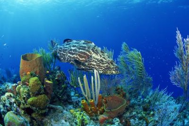 Comstock Images/Comstock/Getty Images Catch large grouper using pinfish, one of their favorite baits.