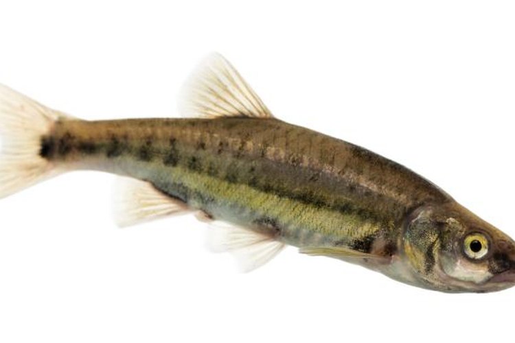 GlobalP/iStock/Getty Images Catching your own minnows saves money, but requires patience.