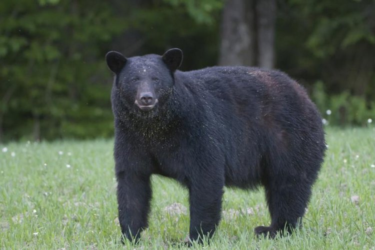 bobshank81/iStock/Getty Images Black bears forage on grass and insects during the spring hunting season.