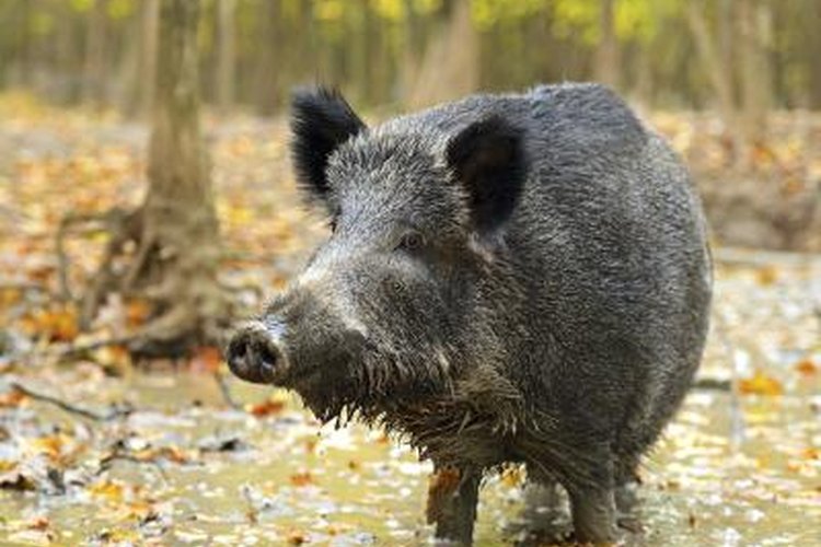 Eduard Kyslynskyy/iStock/Getty Images A wild hog walks through a marsh in autumn.