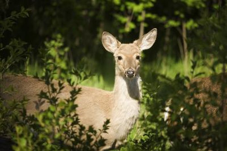 deer sounds to attract deer